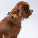 PawStar DC15-Pizza Boyun Tasması